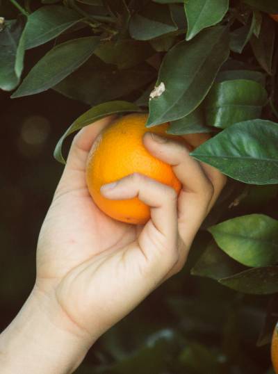 orange-picking